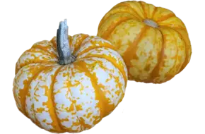 Pompoen acorn (eikelpompoen)